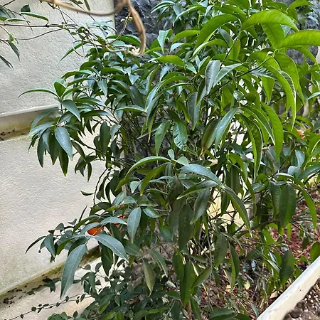 Inside Tirana